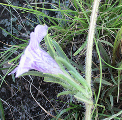 Ruelliopsis setosa