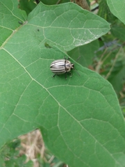 Leptinotarsa undecimlineata undecimlineata