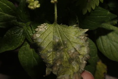 Agromyza pseudoreptans