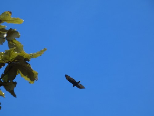 Zone-tailed Hawk (Buteo albonotatus)