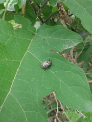 Leptinotarsa undecimlineata undecimlineata