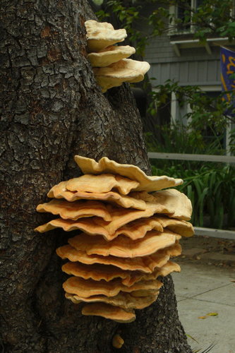 Western Hardwood Sulphur Shelf