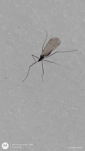 Unknown species found near Nekoosa, WI 54457, USA