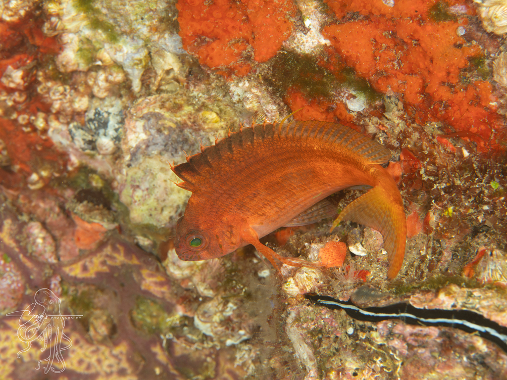 Lierstaart-koraalwachter (Cyprinocirrhites polyactis) — Cirrhitidae