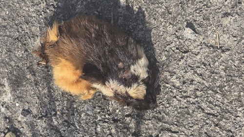 Comadreja cola larga observed by scardona92