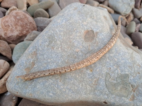 Brushtail pipefish (Leptoichthys fistularius) — Syngnathidae — 2