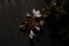 Abelia × grandiflora