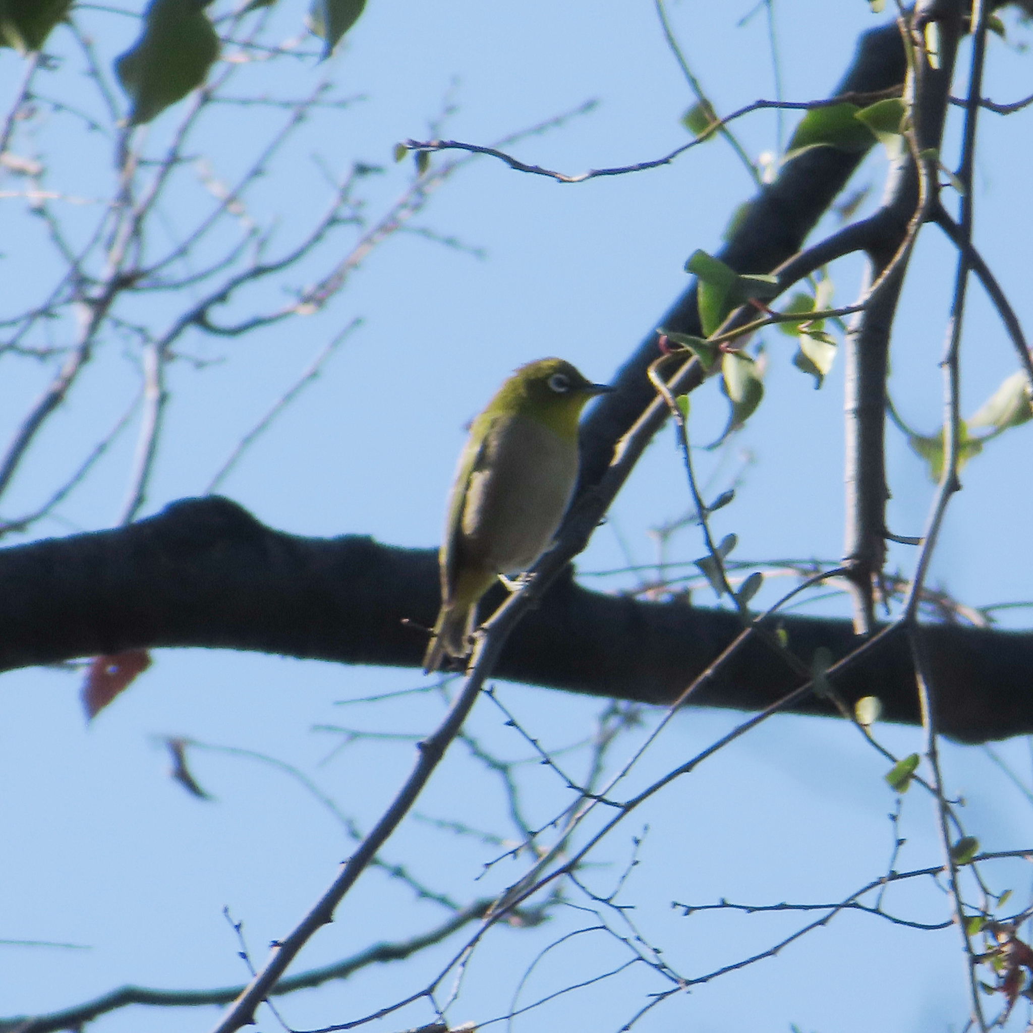 Warbling White-eye (Zosterops japonicus), photo 9