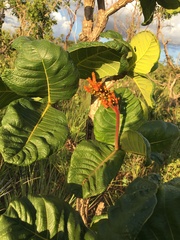 Palicourea rigida