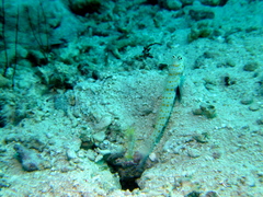 Amblyeleotris guttata