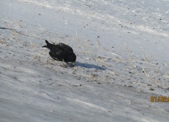 Melanocorypha yeltoniensis