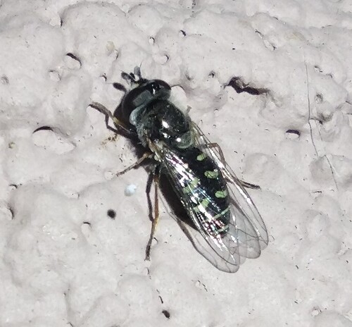 Unknown species found near South Mountain Village, Phoenix, AZ, USA