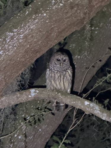 View observation of {o.common_name} on iNaturalist