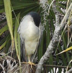Nycticorax nycticorax image