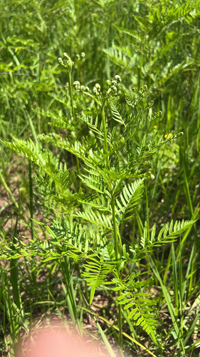 Pteridium centrali-africanum