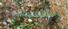 Istigobius decoratus