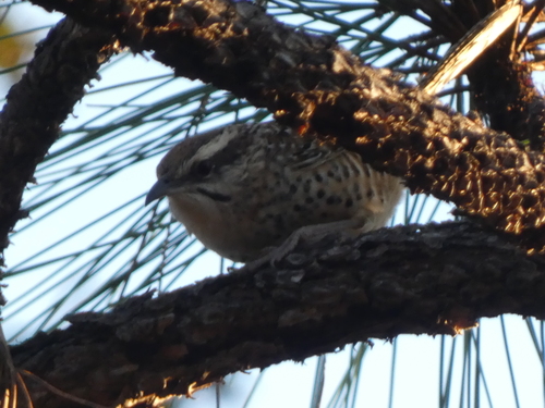 Spotted Wren (Campylorhynchus gularis)