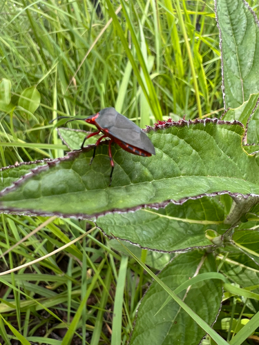 Ndebele Bug