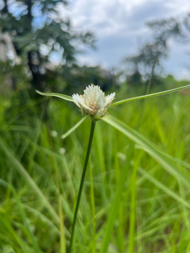 snow white sedge