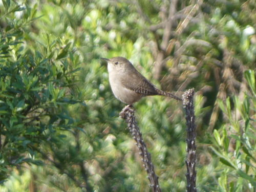 Northern House Wren (Troglodytes aedon), photo 8