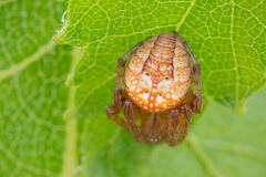 Araneus alsine