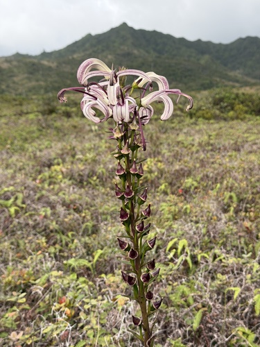 Lobelia wahiawa, 2026-01-08
