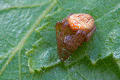 Araneus alsine