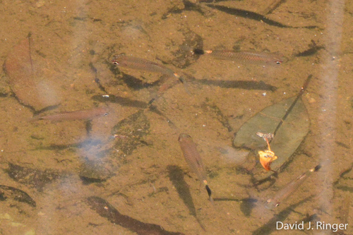 Glass tetra (Moenkhausia oligolepis) — Characidae