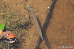 Spotted Pike-Characin photo 4