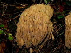 Phaeoclavulina eumorpha