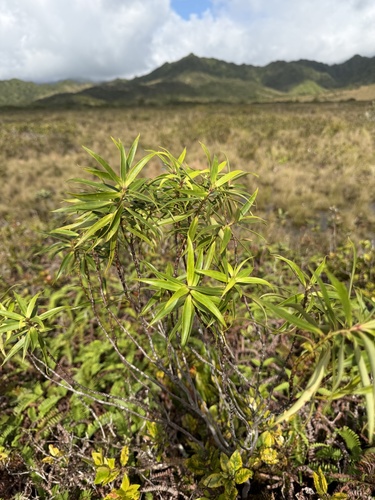 Myrsine helleri observed 2026-01-08