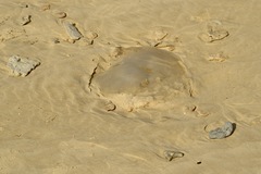 Rhopilema nomadica