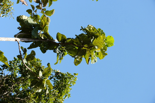 Dipterocarpus tuberculatus