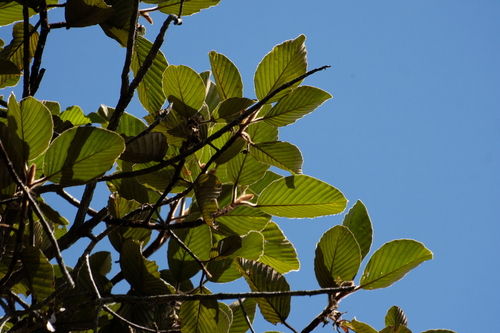 Dipterocarpus obtusifolius