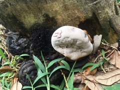Ganoderma