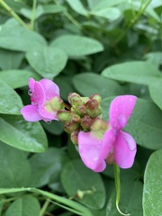 Sphenostylis marginata