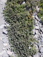 Baccharis magellanica
