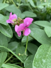 Sphenostylis marginata
