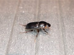 Acrossidius tasmaniae