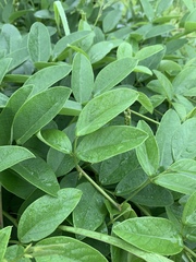 Sphenostylis marginata