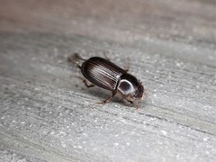 Acrossidius tasmaniae