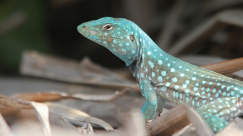 Aruba Whiptail