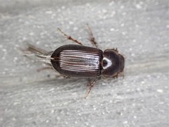 Acrossidius tasmaniae