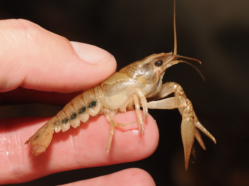 Percy's Creek Crayfish