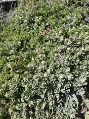 Baccharis magellanica