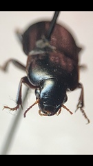Harpalus subcylindricus