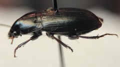 Harpalus subcylindricus