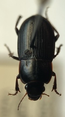 Harpalus subcylindricus