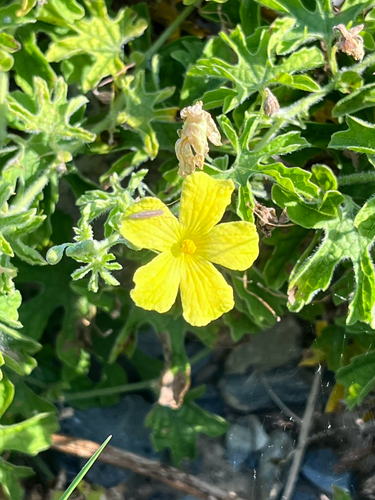Momordica charantia charantia