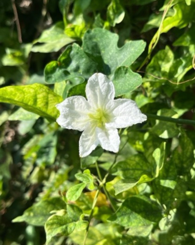 Ivy gourd